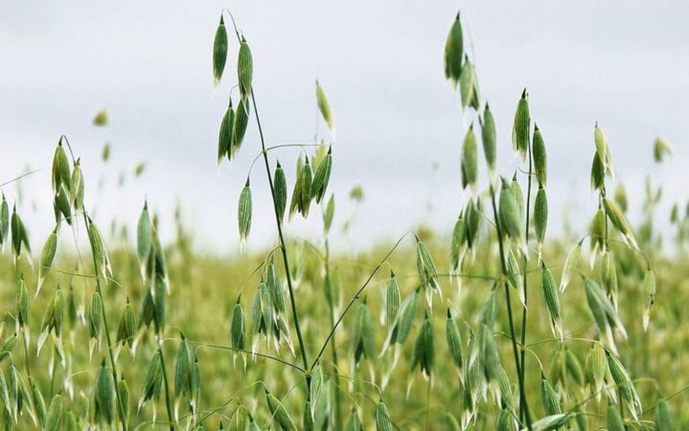 Einst als «Superfood» abgefeiert – jetzt als ungefragter Exot auf der Reservebank: Speisehafer.