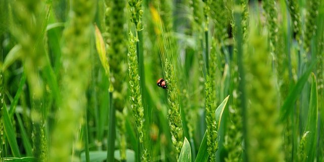 Der BVA möchte vorwiegend bestehende Naturflächen aufwerten und vernetzen. (Symbolbild Pixabay)