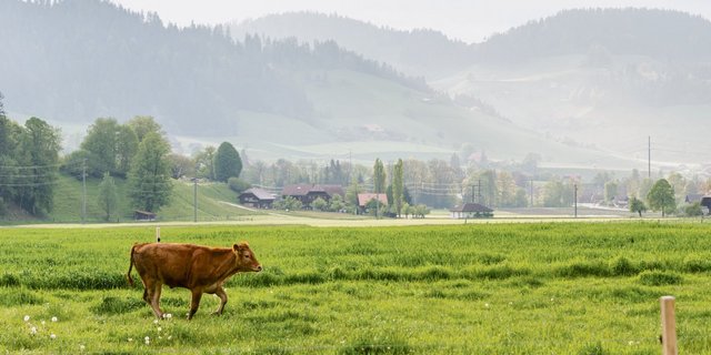 Das bewährte Programm GMF wird in der AP 22+ neu aufgestellt, da es in den Augen des Bundes noch nicht genügend Wirkung Richtung standortgerechte Fütterung entfaltet hat.(Bild hja)
