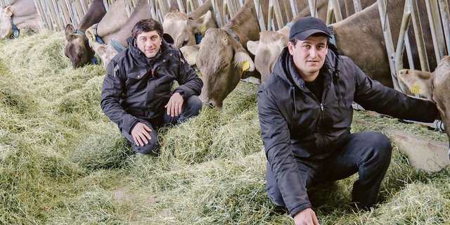 Ilja Devnozashvili (links) und Giorgi Aslamazashvili arbeiten am Plantahof. Die beiden Georgier bereiten sich auf ihre Aufgaben als Angestellte des Gutsbetriebs der Swiss Agricultural School Caucasus vor.(Bild Christian Weber)