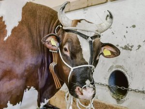 Swiss Fleckvieh verliert immer mehr reinrassige Tiere SF-Stiere, wie dieses Prachtsexemplar, kämpfen mit Konkurrenz. Viele SF-Züchter greifen immer wieder zu RH- oder SI-Stieren und produzieren damit C-Tiere. Da gäbe es nur einen Ausweg: Konsequent SF einsetzen und die Rasse damit unterstützen. (Bild sb)