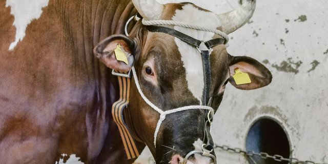 SF-Stiere, wie dieses Prachtsexemplar, kämpfen mit Konkurrenz. Viele SF-Züchter greifen immer wieder zu RH- oder SI-Stieren und produzieren damit C-Tiere. Da gäbe es nur einen Ausweg: Konsequent SF einsetzen und die Rasse damit unterstützen. (Bild sb)