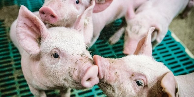 Durchfall sorgt nach dem Absetzen der Ferkel für eine hohe Verlustrate.(Bild pixabay)