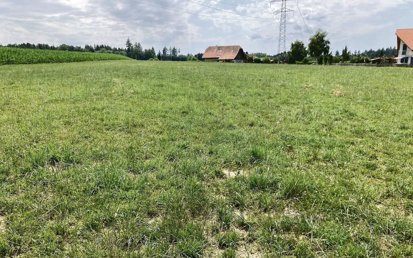 Die Hitze und die Trockenheit machen den Weiden zu schaffen. Je nach Standort nehmen die Kühe 50 Prozent der Ration im Stall zu sich.