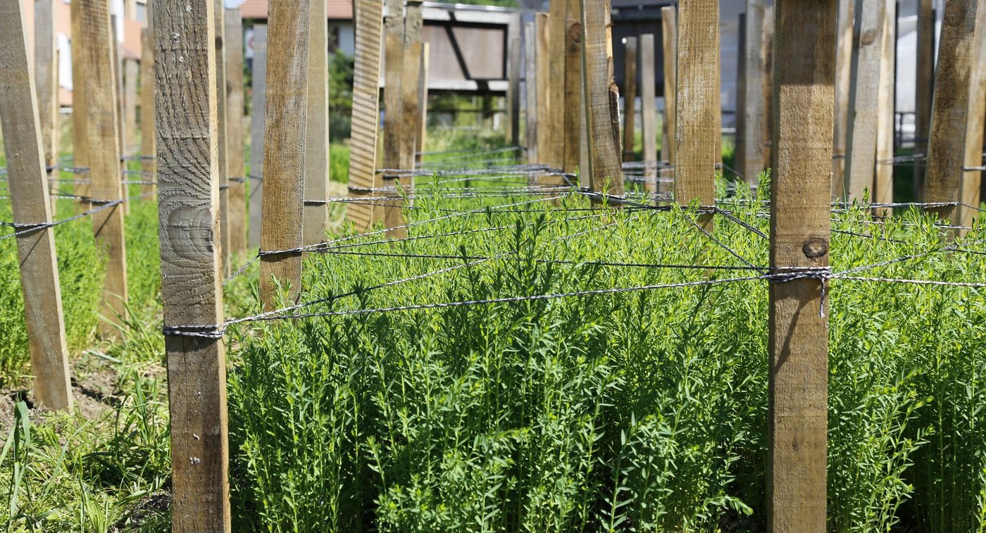 Flachsanbau nach traditioneller Art im Emmental erfolgt mit Schnürren und Stangen, was viel Arbeit erfordert. Für die industrielle Produktion hingegen kann auf diesen Aufwand verzichtet werden. (Bilder Jonas Ingold)