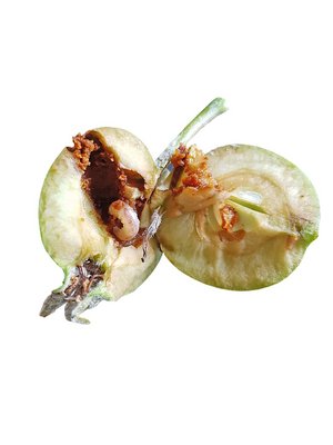 Den Apfelwickler effizient bekämpfen Apfelkerne sind die Lieblingsnahrung des Apfelwicklers. Bild: Wallierhof