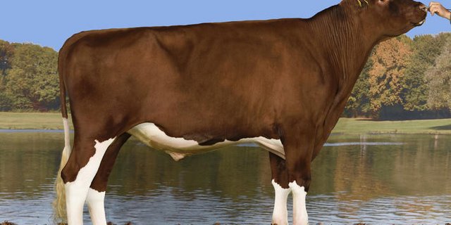 Renato Kilian ist neue Nummer eins, nach Exterieur beim Swiss Fleckvieh.