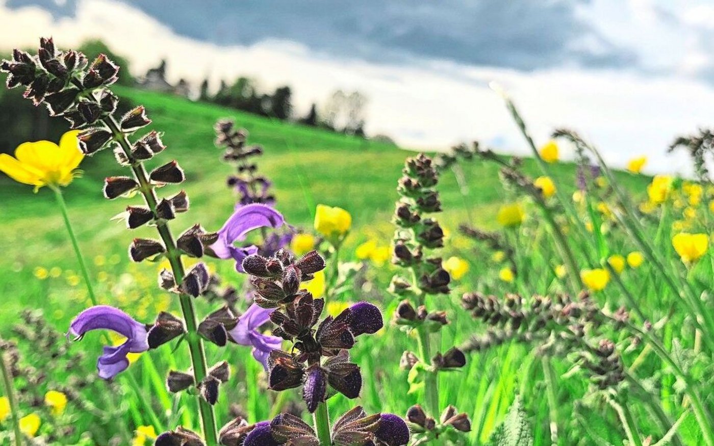 Blütenreiche Wiesen sind schön anzusehen und wertvoll. Der scharfe Hahnenfuss (im Hintergrund) ist zwar keine QII-Zeiger-Pflanze, aber beliebt bei Wildbienen. 