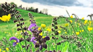 Blütenreiche Wiesen Blütenreiche Wiesen sind schön anzusehen und wertvoll. Der scharfe Hahnenfuss (im Hintergrund) ist zwar keine QII-Zeiger-Pflanze, aber beliebt bei Wildbienen.