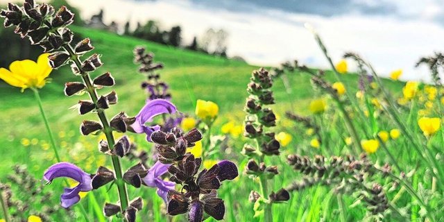 Blütenreiche Wiesen sind schön anzusehen und wertvoll. Der scharfe Hahnenfuss (im Hintergrund) ist zwar keine QII-Zeiger-Pflanze, aber beliebt bei Wildbienen. 