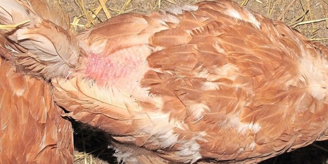 Solche Kahlstellen bei Legehennen können in allen Haltungsformen auftreten. Ursachen sind meist das Federpicken sowie das «Treten» des Hahns. 