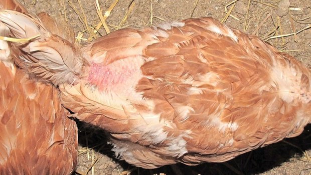 Solche Kahlstellen bei Legehennen können in allen Haltungsformen auftreten. Ursachen sind meist das Federpicken sowie das «Treten» des Hahns. 
