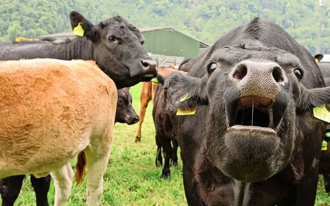 Die Mutterkühe begrüssen den Besucher auf der Weide. 