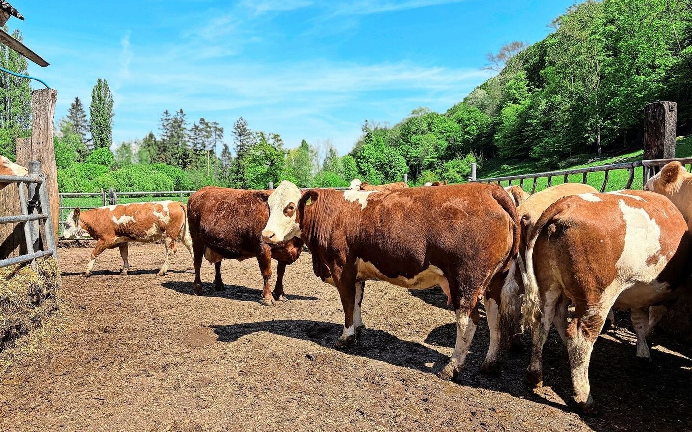 Blick in die Stimmentaler-Mutterkuhherde, in der auch ein paar Tiere anderer Couleur unterwegs sind. 