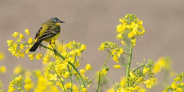 Im Bio-Anbau könnte Citronella gegen den Rapsglanzkäfer helfen. (Bild Pixabay)