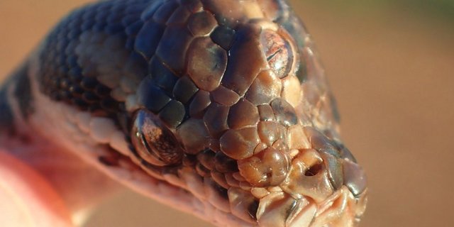 Missbildungen kommen bei Reptilien häufig vor.  (Bild Facebook/Northern Territory Parks and Wildlife)
