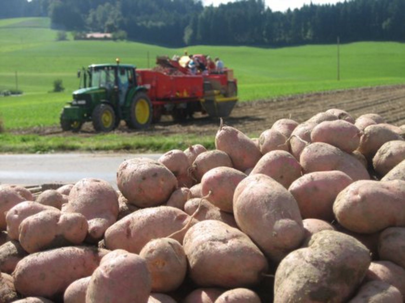 Die Migros macht sich bei den Kartoffelnpflanzern unbeliebt, indem sie holländische Raclette-Kartoffeln importiert, obwohl Schweizer Ware vorhanden wäre. (Bild lid)