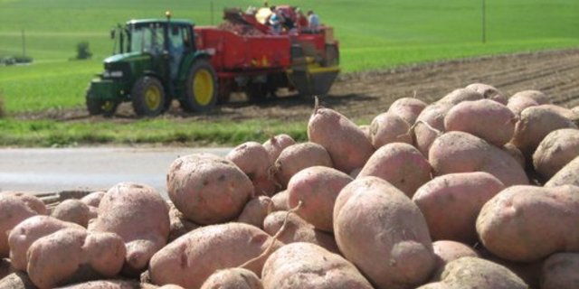 Die Migros macht sich bei den Kartoffelnpflanzern unbeliebt, indem sie holländische Raclette-Kartoffeln importiert, obwohl Schweizer Ware vorhanden wäre. (Bild lid)