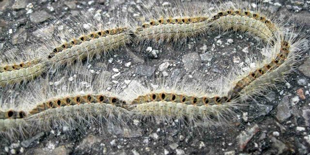 Der Kontakt mit den Haaren der Raupen ist zu vermeiden. (Bild Pixelio)