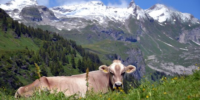 Die Bedingungen für die Bauern in den Bergregionen sind nicht nur leicht. (Bild Andrea Gysin)