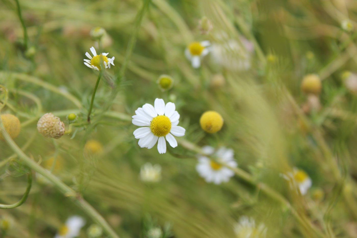 Die neuste Alpenbitter-Zutat aus dem Appenzellerland: Kamille aus Meistersrüte.