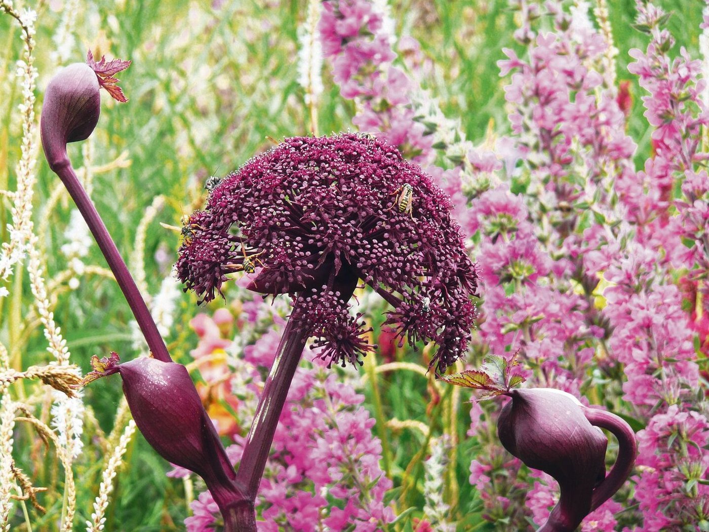 mit seinem kuppelförmigen Blütenstand zieht Insekten an.
