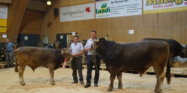 Mr. OB-jüngere Stiere: OBELIX von Samuel Jäger; ältere Stiere: EINAR von Martin Schrepfer. (Bilder Michael Götz)