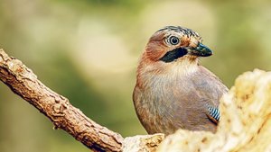 Zwar gehören Eichelh Zwar gehören Eichelhäher zu den Rabenvögeln, ihr Gefieder ist aber bunt. Besonders auffällig sind der schwarze Bartstrich und die kleinen blauen Federn an den Flügelseiten.