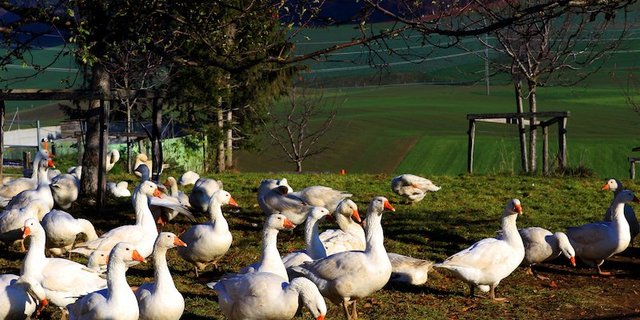 Gänse sind gute Grasverwerter und gehen nicht nur der frischen Luft wegen nach draussen. (Bild dr) 