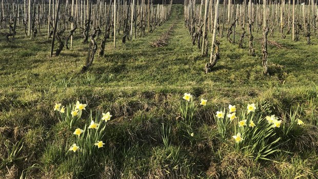 Die aktuell warme und trockene Periode lässt die Vegetation spriessen, was in den Reben vor allem am Unterwuchs zu erkennen ist. Aber auch die Entwicklung der Reben schreitet voran, teilweise beginnen sie bereits zu weinen. (Bild Hans-Walter Gysel)