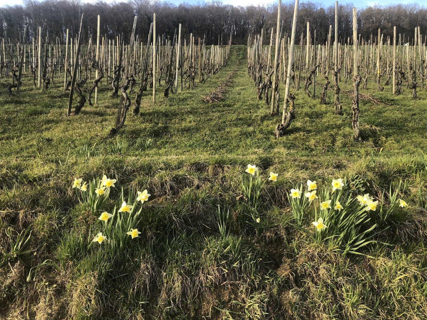 Die aktuell warme und trockene Periode lässt die Vegetation spriessen, was in den Reben vor allem am Unterwuchs zu erkennen ist. Aber auch die Entwicklung der Reben schreitet voran, teilweise beginnen sie bereits zu weinen. (Bild Hans-Walter Gysel)