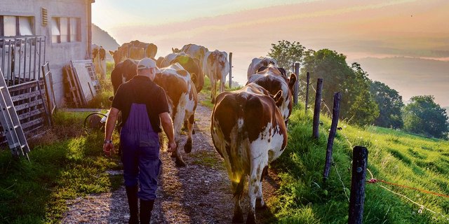 Die Milchproduktion macht rund 20 Prozent der landwirtschaftlichen Gesamtproduktion aus. Wertschöpfungsstärker ist nur der Anbau von Spezialkulturen. (Bild hja)
