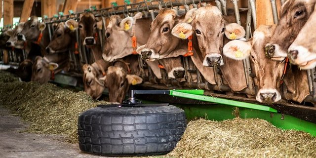 Der Futterschieber war der Gewinner des Innovationspreises 2019 (Bild: Pia Neuenschwander)