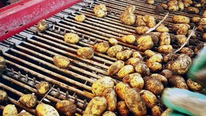 In diesen Tagen kommen die ersten Frühkartoffeln in den Boden. Wie gross die Ernte wird, entscheidet auch das Wetter.
