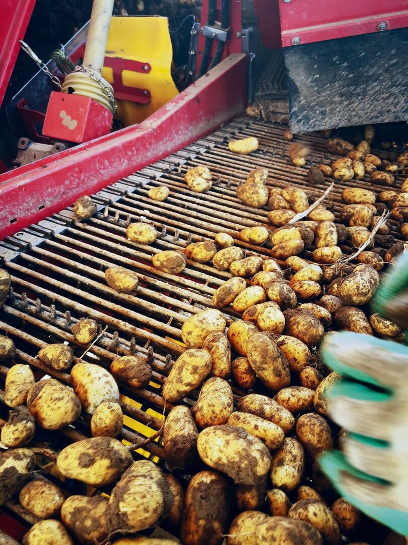 In diesen Tagen kommen die ersten Frühkartoffeln in den Boden. Wie gross die Ernte wird, entscheidet auch das Wetter.