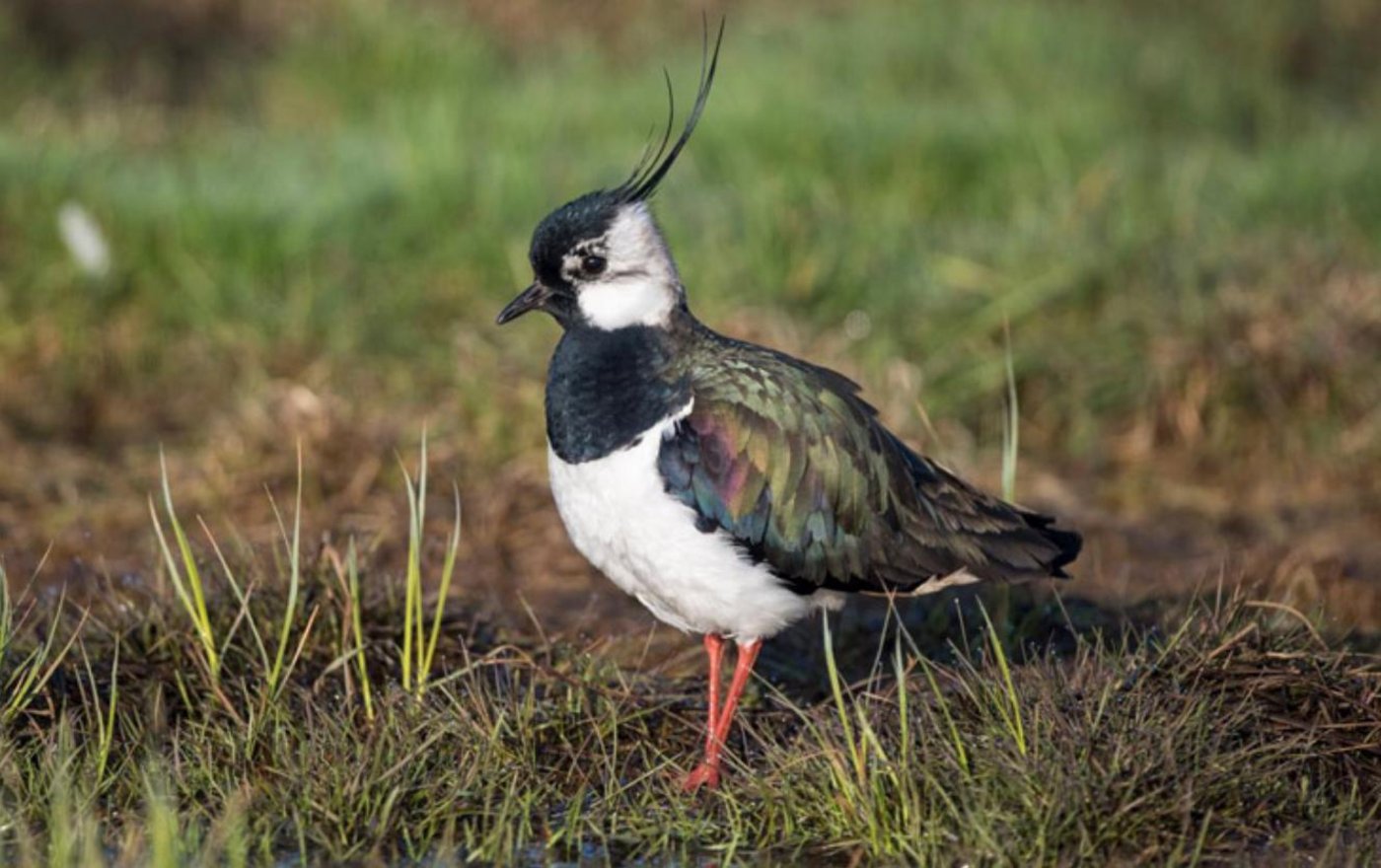 2018 gab es in der Schweiz 206 Brautpaare von dem seltenen Vogel. (Bild lid/Michael Gerber)