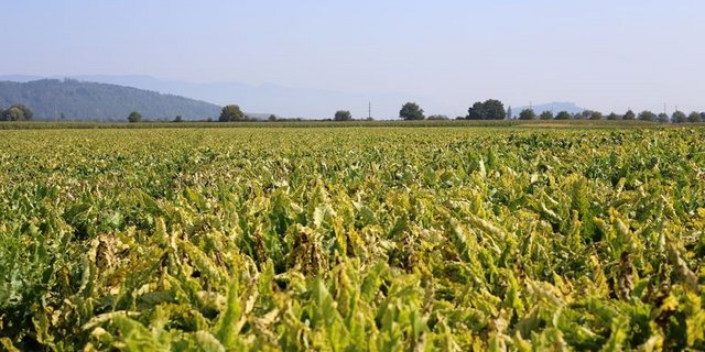 Unter anderem in Frankreich, dem grössten Zuckerhersteller Europas, ist Gaucho wieder gegen die Viröse Vergilbung im Einsatz. (Bild ji/lid) 