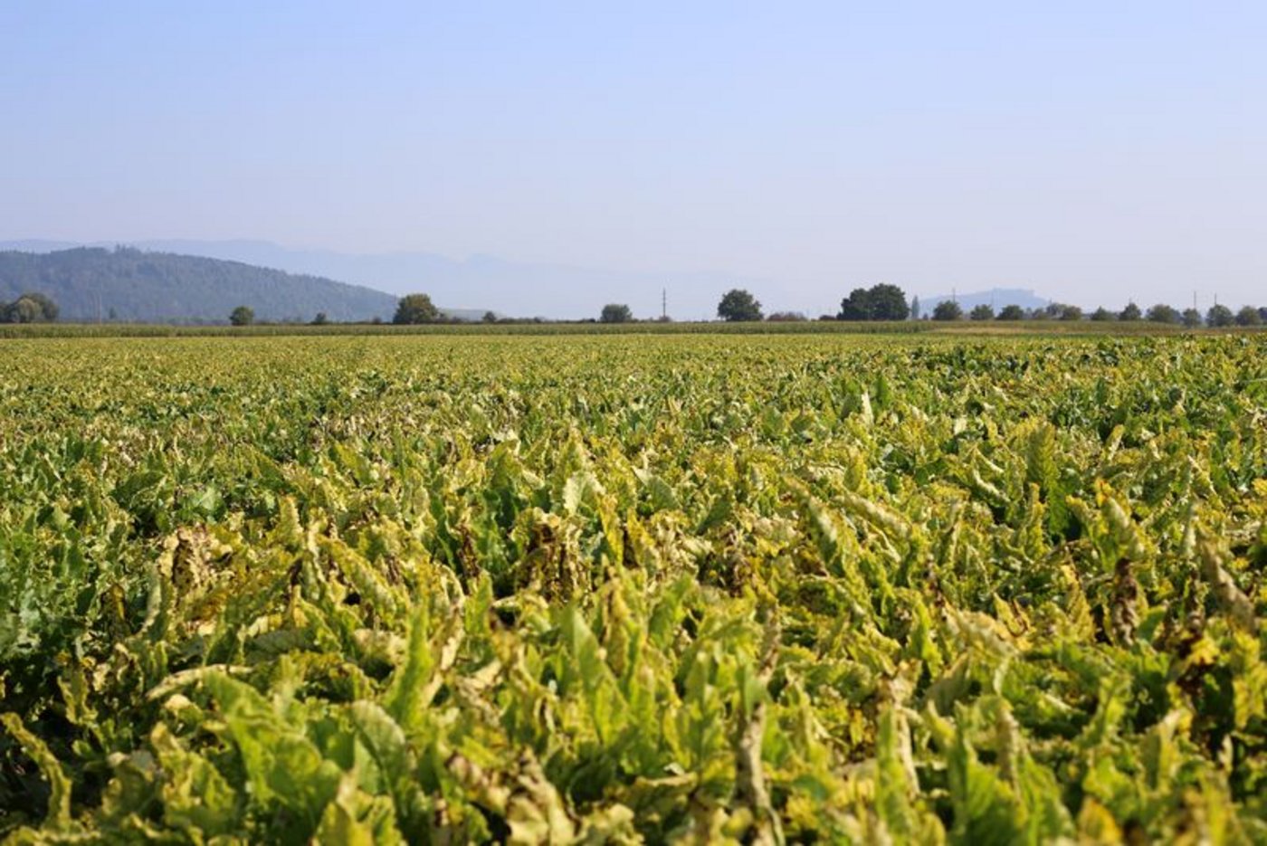 Unter anderem in Frankreich, dem grössten Zuckerhersteller Europas, ist Gaucho wieder gegen die Viröse Vergilbung im Einsatz. (Bild ji/lid) 