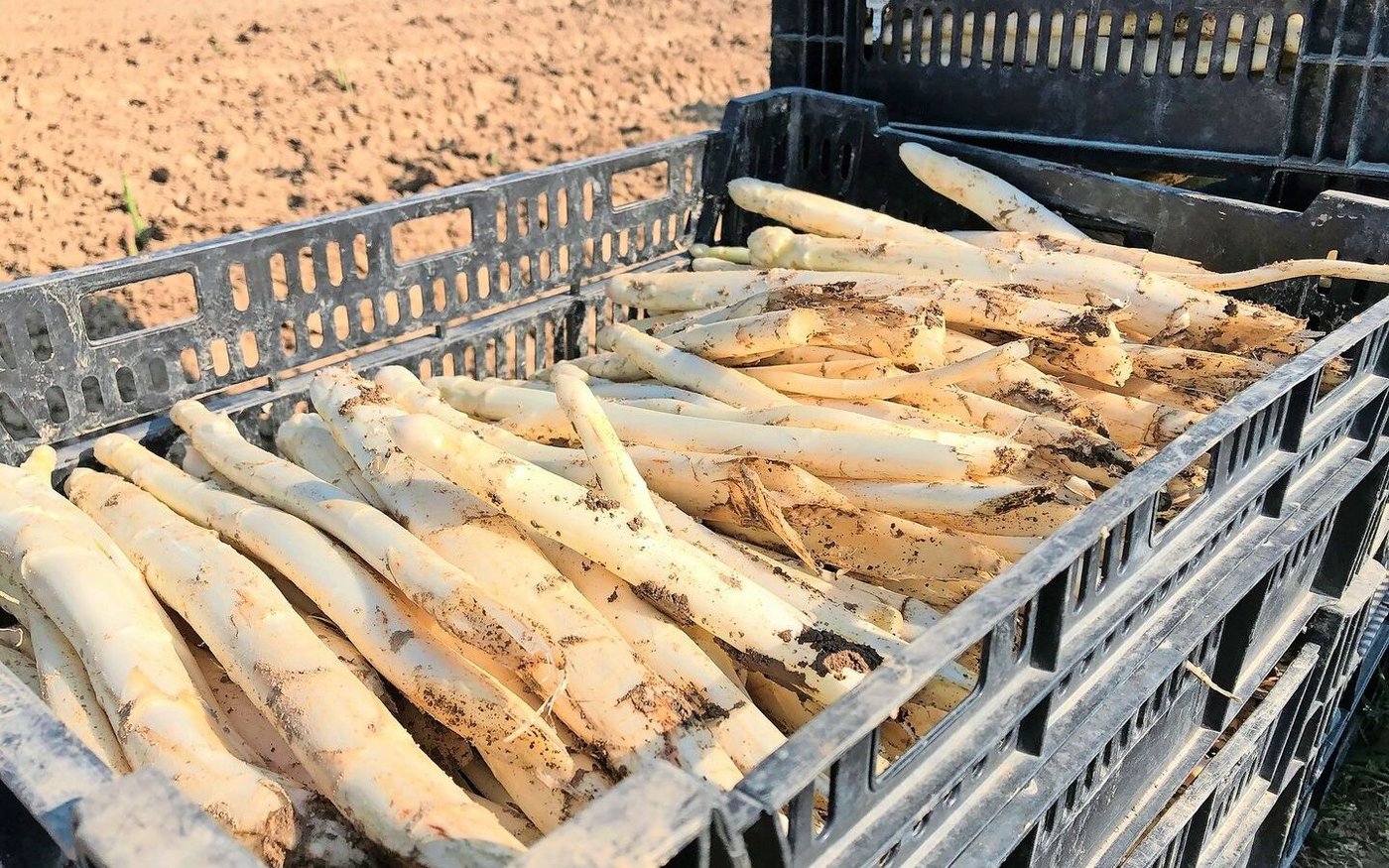 Jetzt ist Saison: Das Zürcher Weinland ist bekannt für seinen Spargelanbau. 