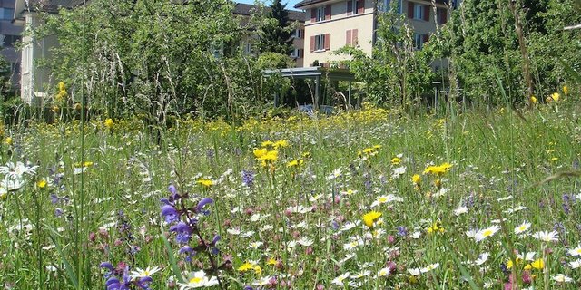 Blumen und einheimisches Grün statt Steinen, Thuja-Hecken und Golfrasen – das sieht schön aus und gibt nicht mehr zu tun. (Bild zVg)