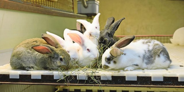 Die Kaninchenfleischproduktion ist in der Schweiz eine Nische, neue ProduzentInnen werden jedoch dringend gesucht.