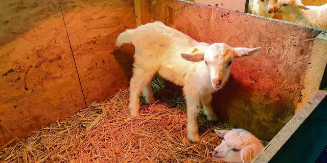 Ein gesundes Jungtier ist eine grosse Freude. Aber nicht immer geht alles gut. Bei Spätaborten und Totgeburten muss der Tierhalter genau hinschauen.(Bild Martina Häfliger)