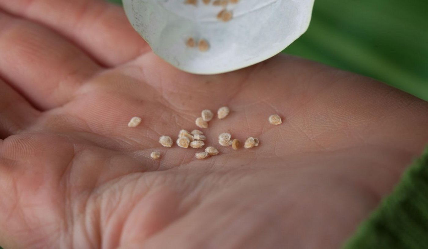 Man konnte sich nicht einigen, ein wie grosser Teil der Gewinne aus dem Saatguthandel in den Erhalt und die nachhaltige Nutzung der pflanzlichen Vielfalt fliessen sollten. (Bild Pro Specie Rara)