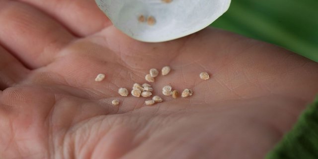 Man konnte sich nicht einigen, ein wie grosser Teil der Gewinne aus dem Saatguthandel in den Erhalt und die nachhaltige Nutzung der pflanzlichen Vielfalt fliessen sollten. (Bild Pro Specie Rara)