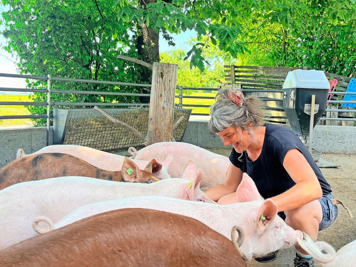 Regula Doppmann bei den Schweinen, die auf der Weid für den Uelihof ausgemästet werden.