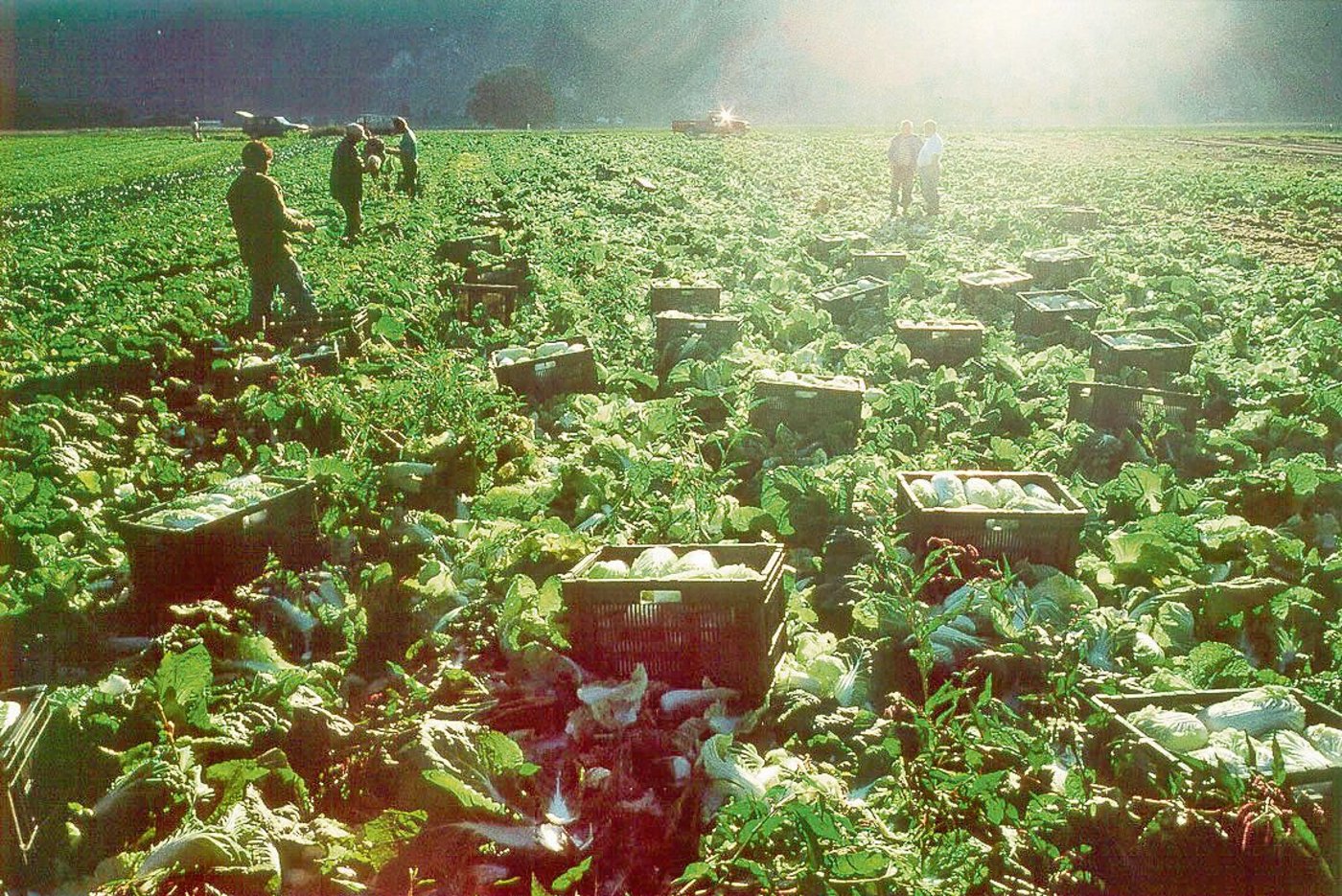 Portugiesische Erntehelfer(innen) müssen ab 11. März 2021 nicht mehr in Quarantäne nach der Einreise. Anders sieht es ab dem 22. März 2021 bei den Polen und Rumänen aus. (Bild BauernZeitung)