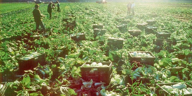 Portugiesische Erntehelfer(innen) müssen ab 11. März 2021 nicht mehr in Quarantäne nach der Einreise. Anders sieht es ab dem 22. März 2021 bei den Polen und Rumänen aus. (Bild BauernZeitung)