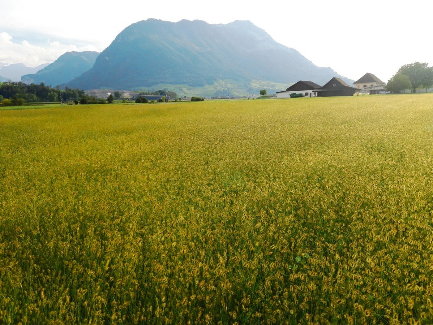 Unerwünscht: Mit Borstenhirse befallene Parzelle auf der Allmend Buochs/Ennetbürgen.(Bild Dominik Amrein/Marco Odermatt)