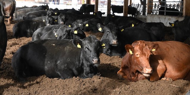 Die Herde besteht aus reinen Black-Angus-Tieren. Trotzdem hat es auch einzelne Kühe mit rotem Fell, das ist eine genetische Variante. David von Känel ist derzeit daran, die Herde aufzubauen. (Bilder Jasmine Baumann)