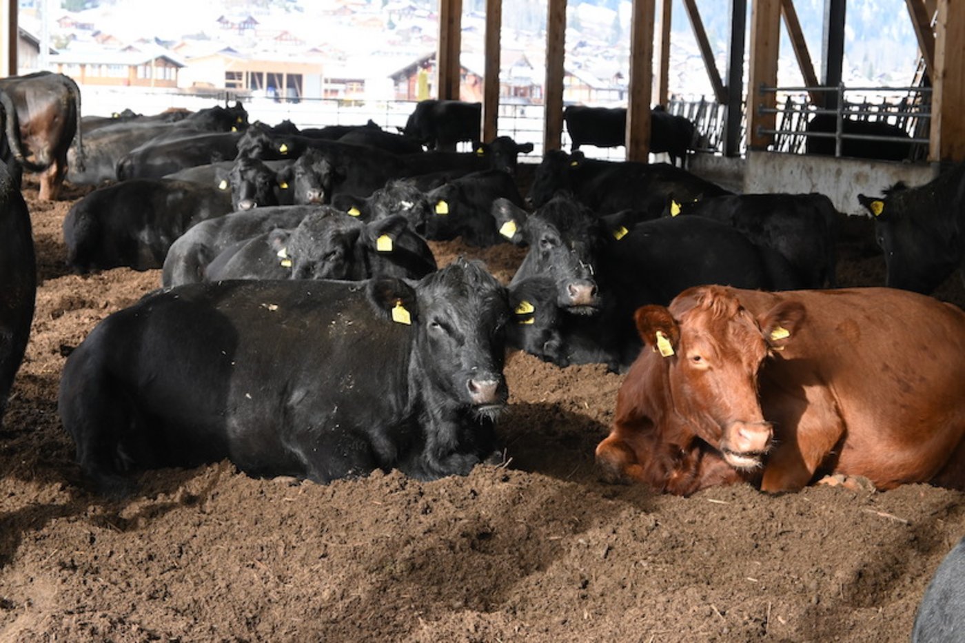 Die Herde besteht aus reinen Black-Angus-Tieren. Trotzdem hat es auch einzelne Kühe mit rotem Fell, das ist eine genetische Variante. David von Känel ist derzeit daran, die Herde aufzubauen. (Bilder Jasmine Baumann)